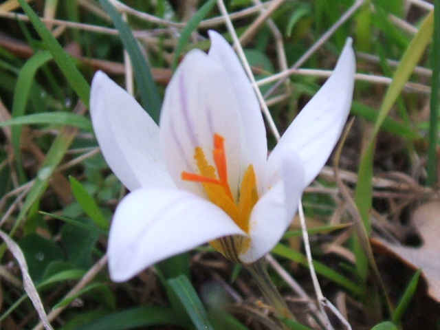 Gennaio sul Gargano - Anemone hortensis, Crocus biflorus